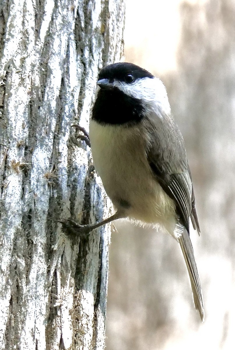 Carolina Chickadee - ML645219126