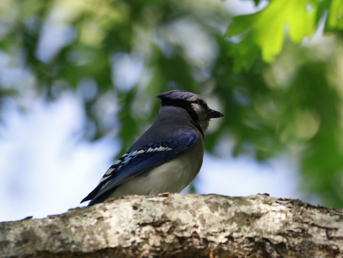 Blue Jay - ML645219127