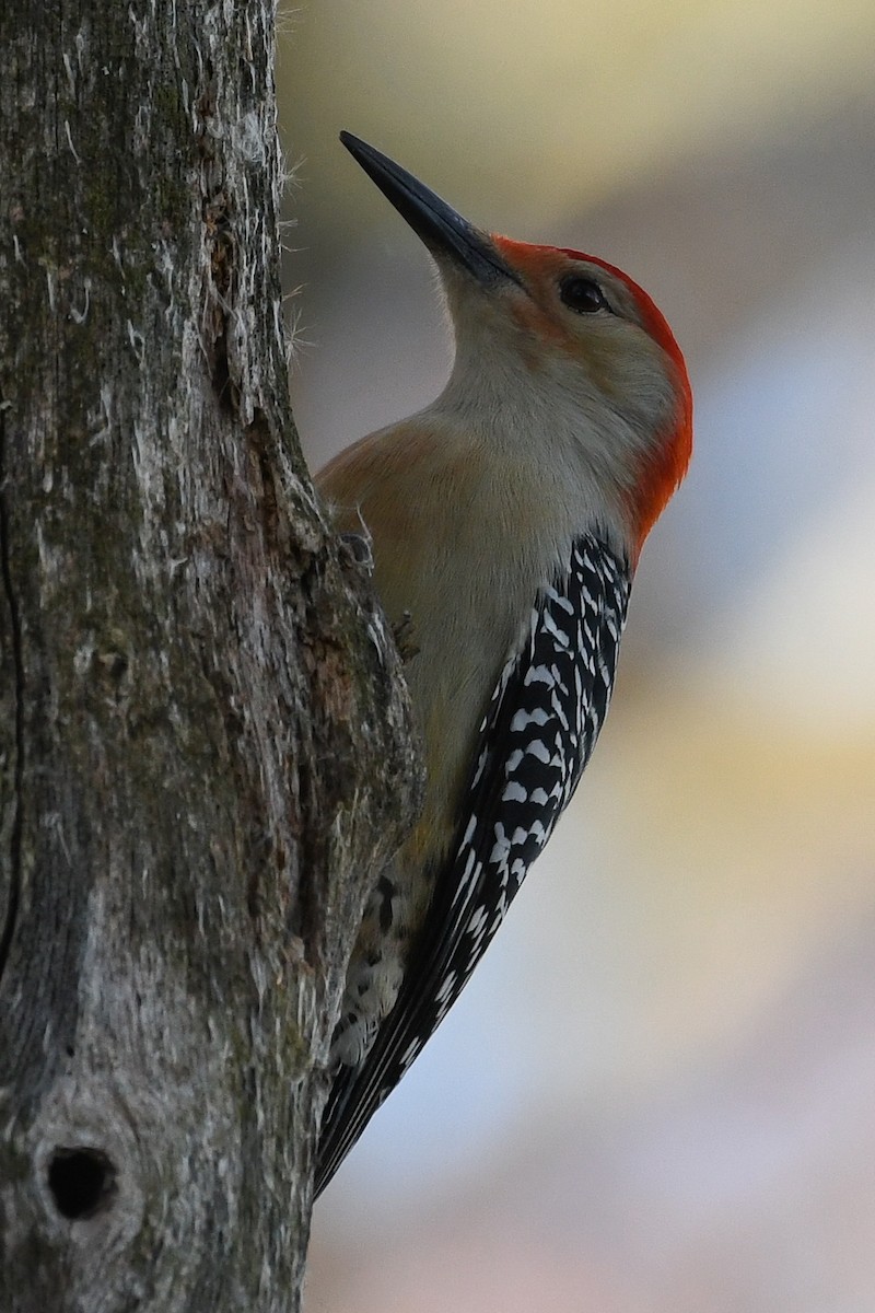 Red-bellied Woodpecker - ML645219129