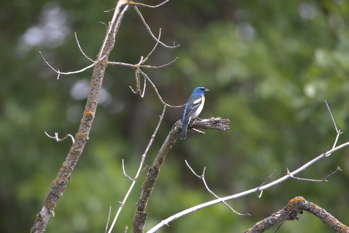 Lazuli Bunting - ML645219131