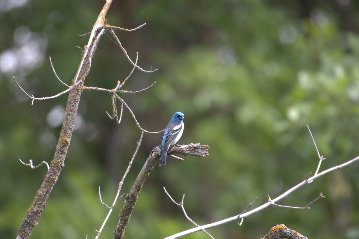 Lazuli Bunting - ML645219132