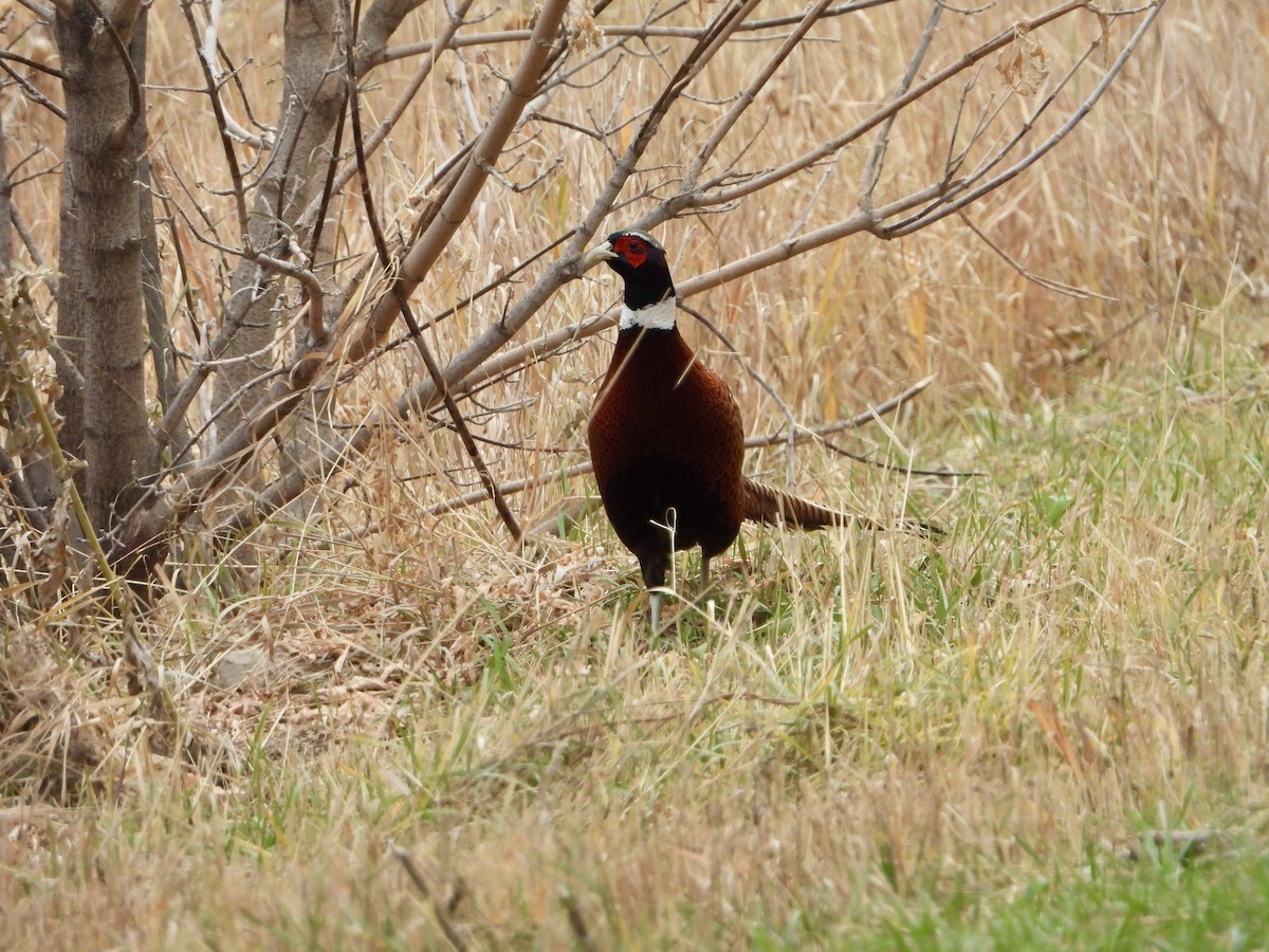 Ring-necked Pheasant - ML645219178