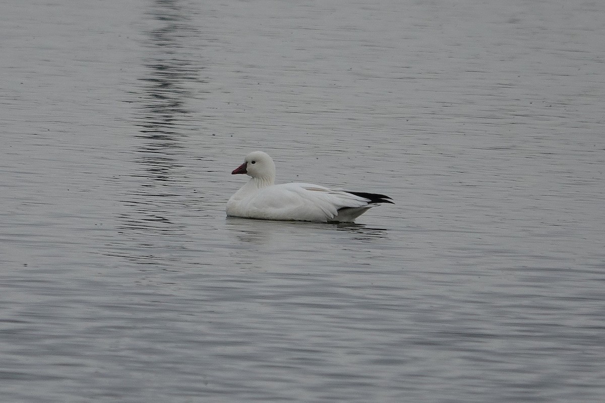 Ross's Goose - ML645219185
