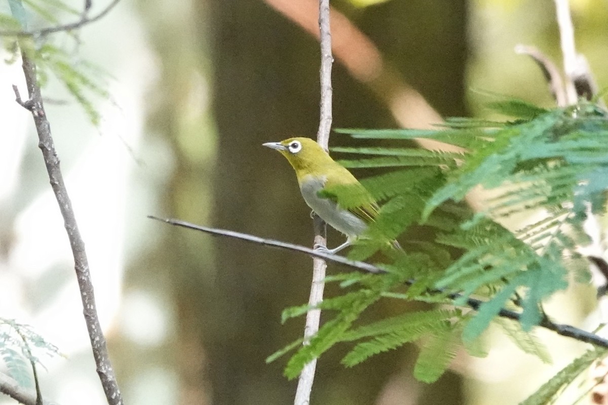 Ashy-bellied White-eye - ML645219187