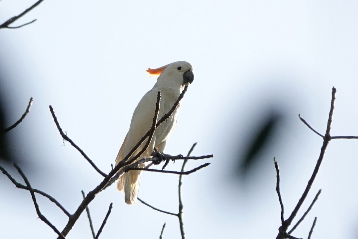 Sumba Küçük Sülfür Kakadusu - ML645219210