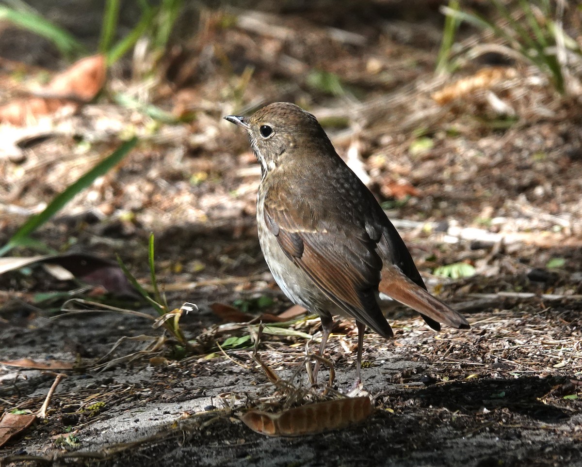Hermit Thrush - ML645219215