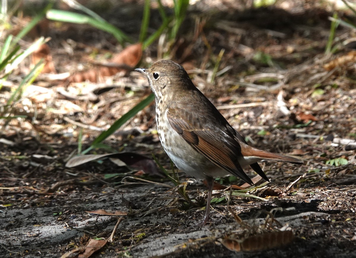 Hermit Thrush - ML645219216