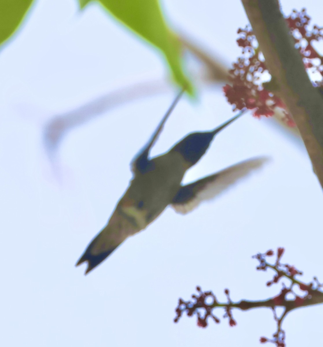 Рубиновогорлый колибри - ML645219228