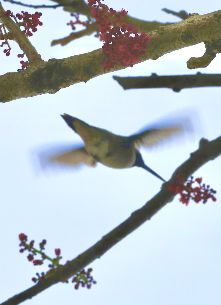 Рубиновогорлый колибри - ML645219229