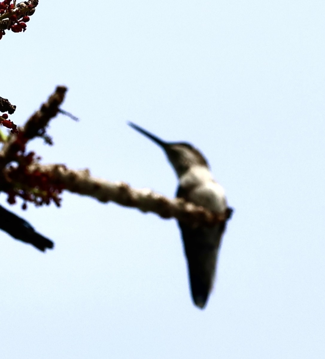 Рубиновогорлый колибри - ML645219230