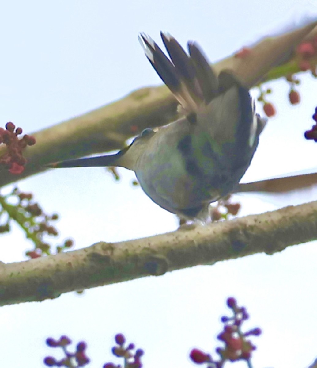 Рубиновогорлый колибри - ML645219231