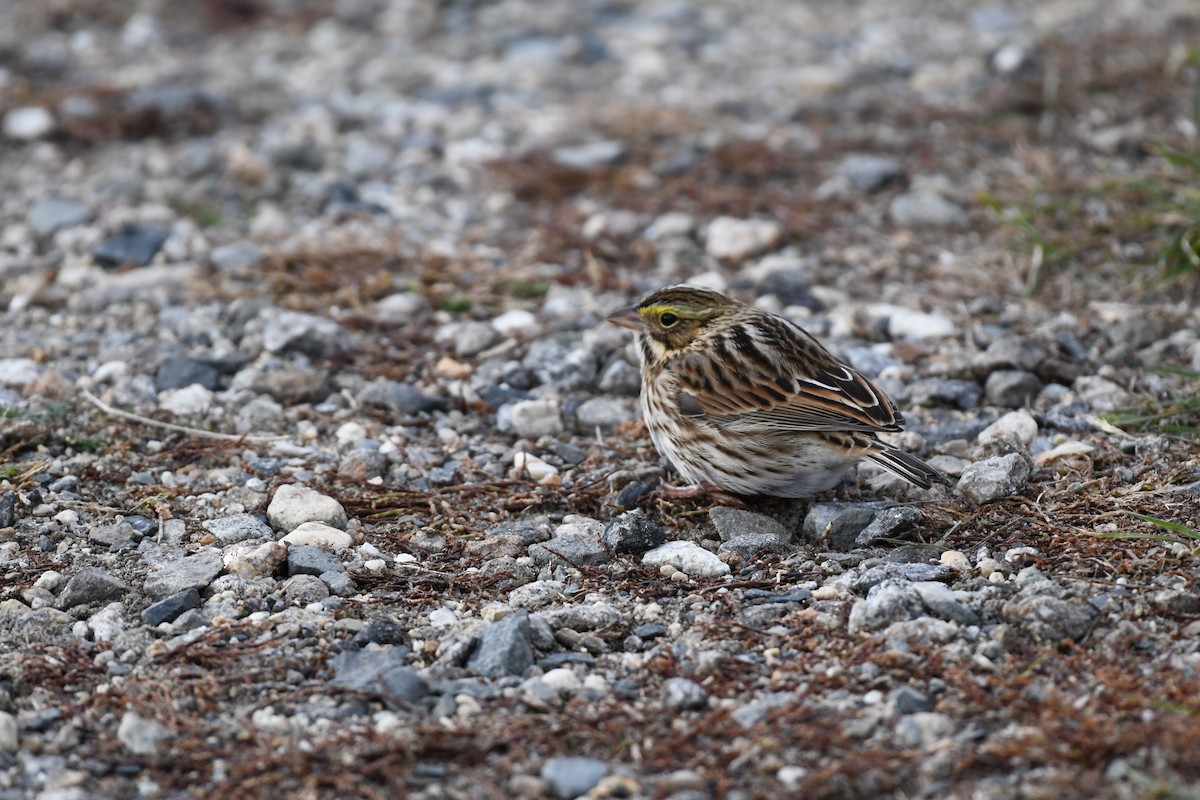 Savannah Sparrow - ML645219240