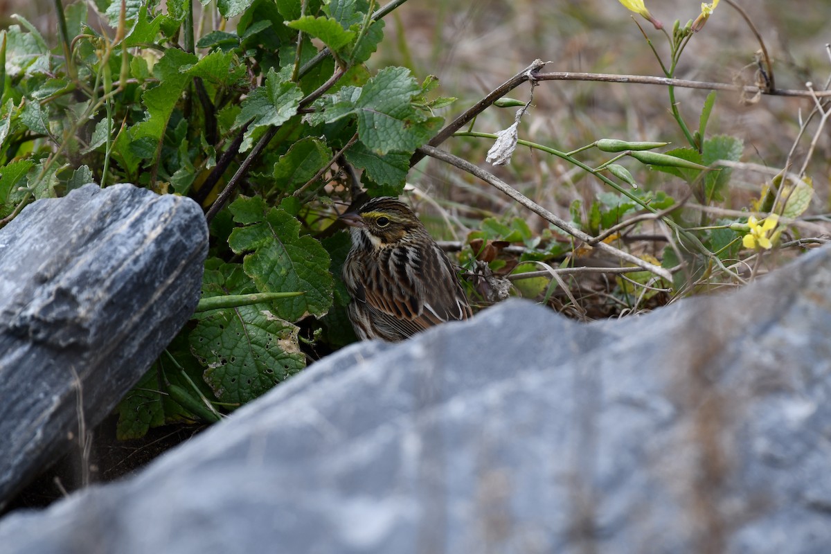 Savannah Sparrow - ML645219245