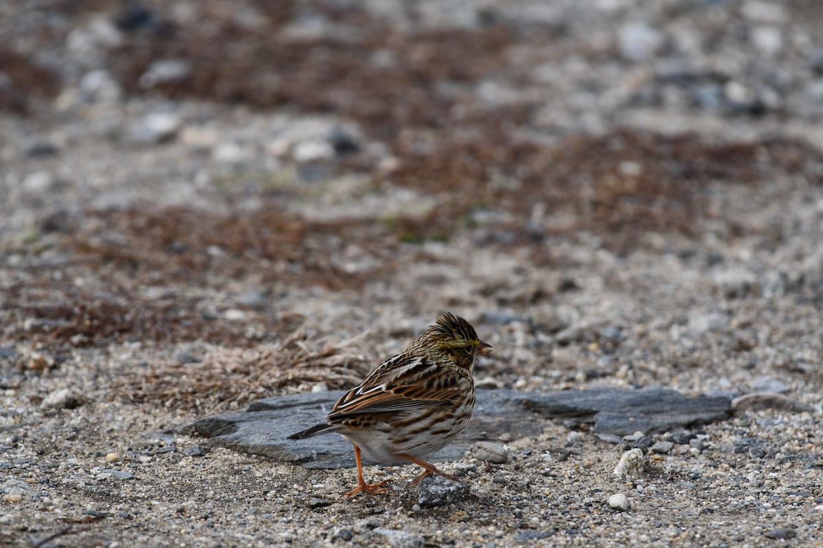 Savannah Sparrow - ML645219246