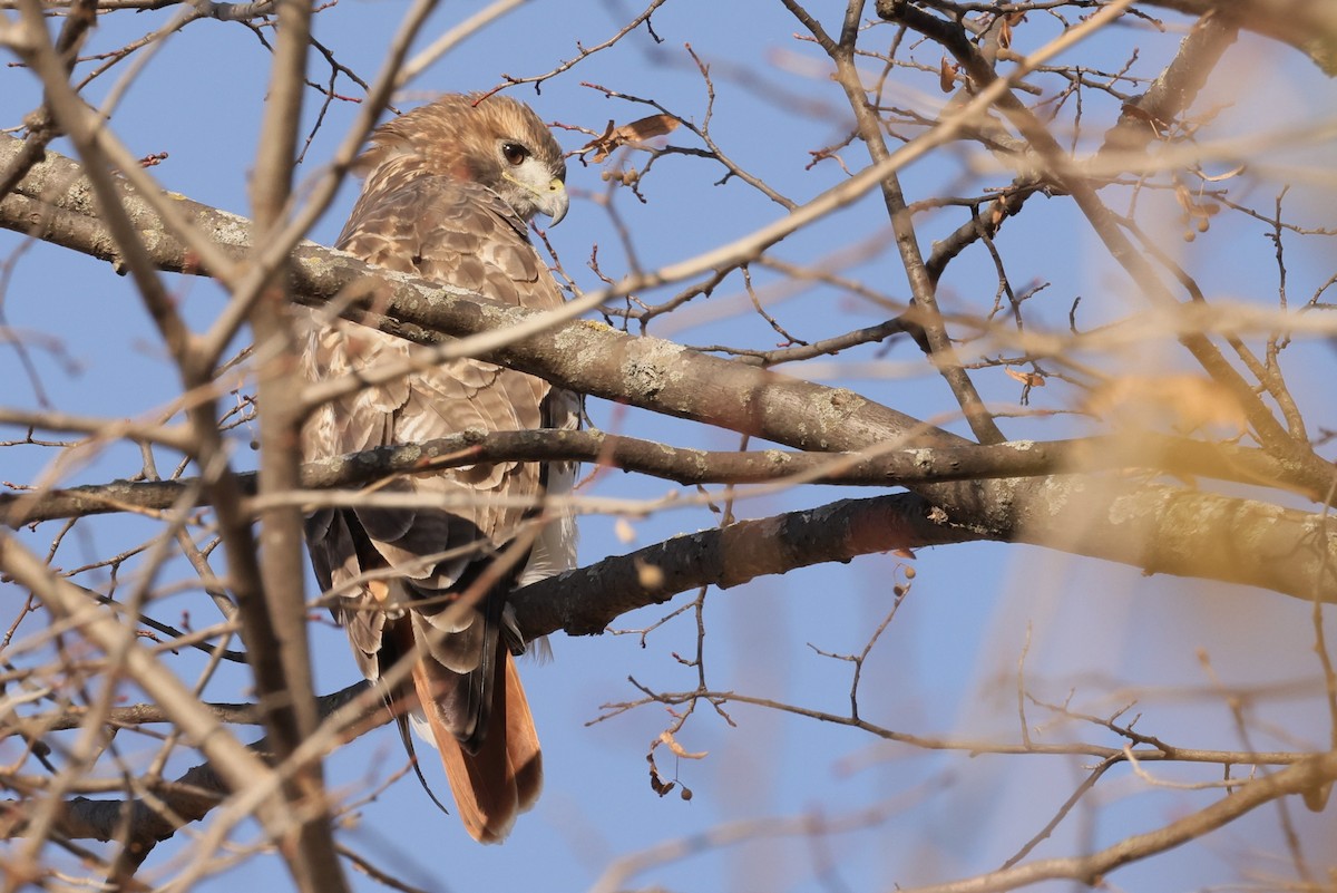 Red-tailed Hawk - ML645219247