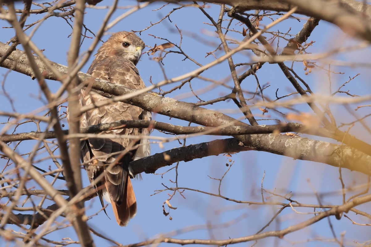 Red-tailed Hawk - ML645219248