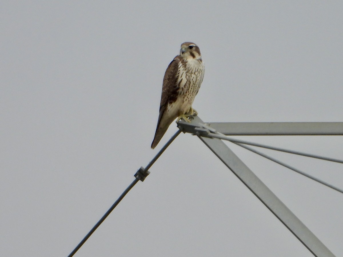 Prairie Falcon - ML645219251