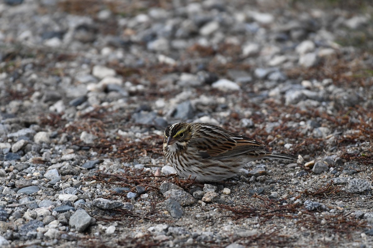 Savannah Sparrow - ML645219252