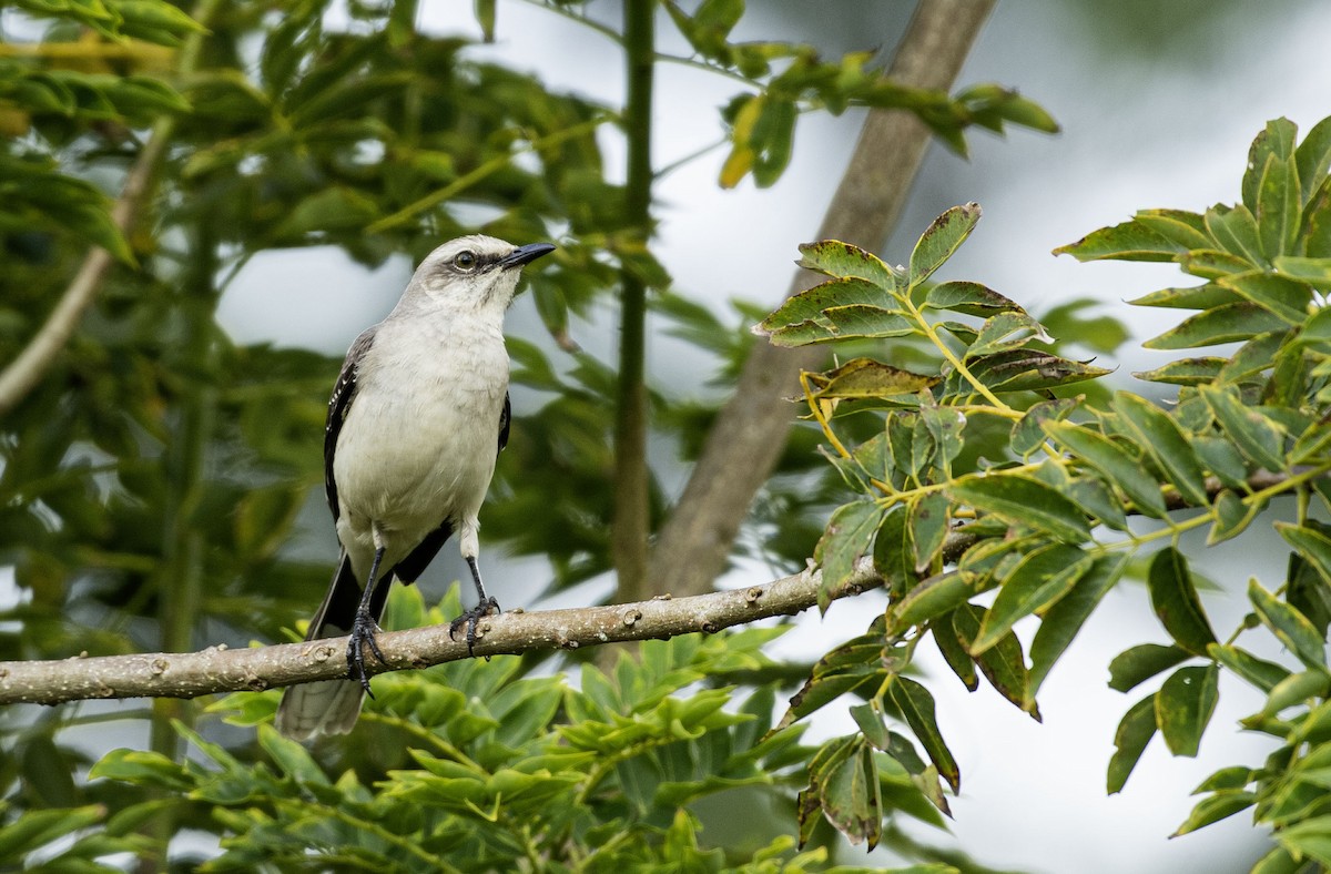 Tropikal Taklitçi - ML645219253