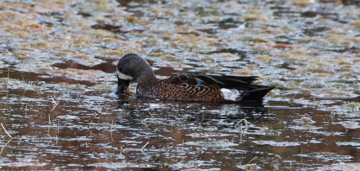 čírka modrokřídlá - ML645219255