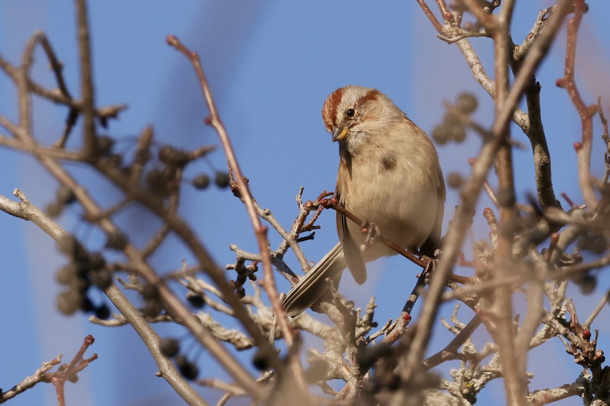 American Tree Sparrow - ML645219257