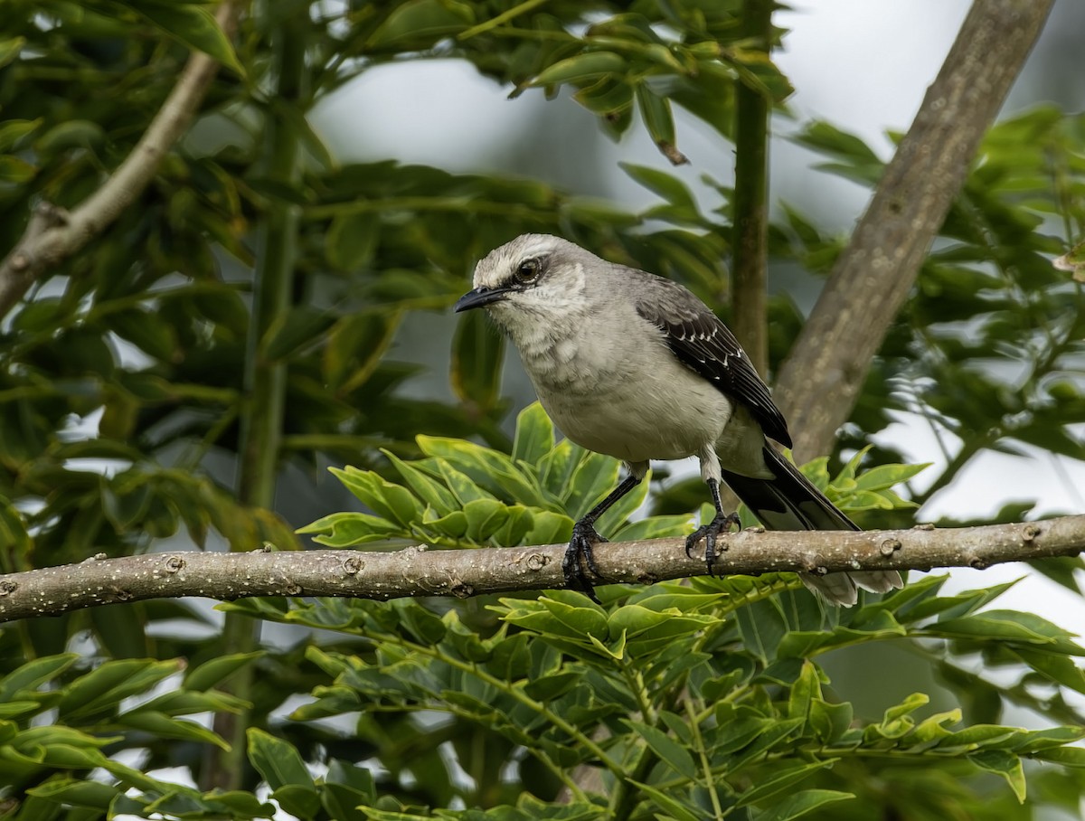 Tropikal Taklitçi - ML645219263