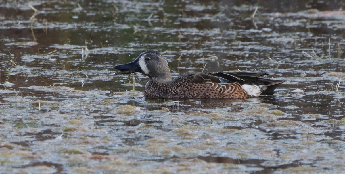 čírka modrokřídlá - ML645219284