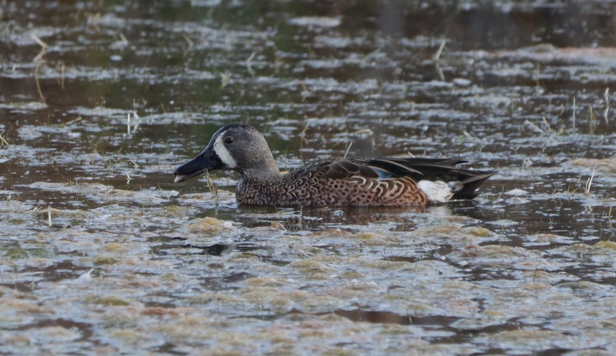 čírka modrokřídlá - ML645219303