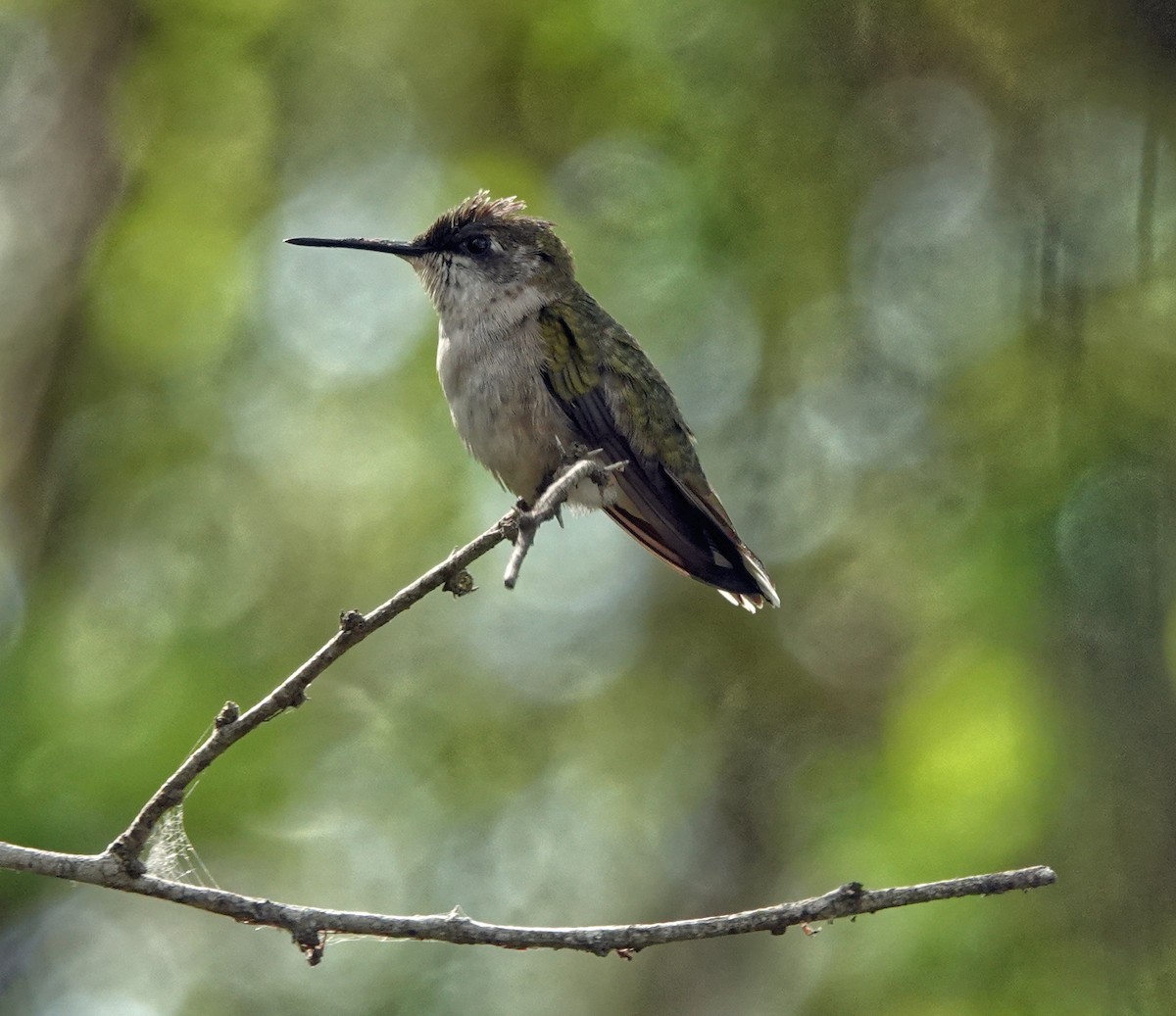 Рубиновогорлый колибри - ML645219319