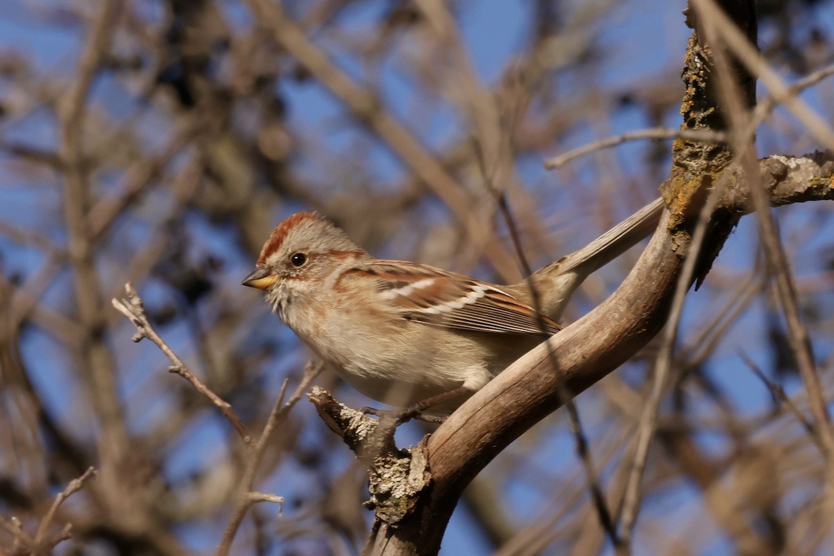 American Tree Sparrow - ML645219323