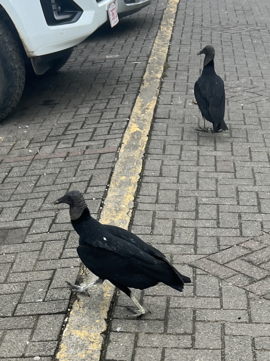 Чёрная катарта - ML645219338