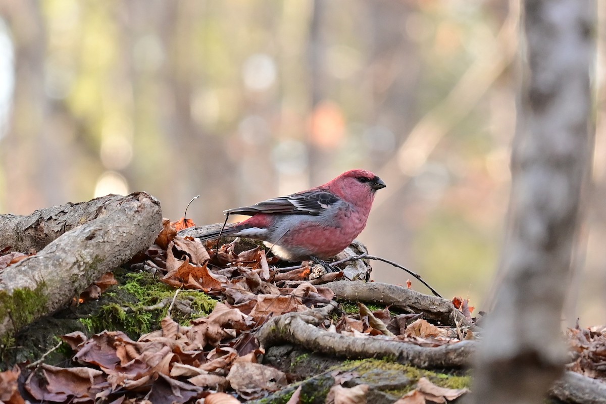 hýl křivčí - ML645219359