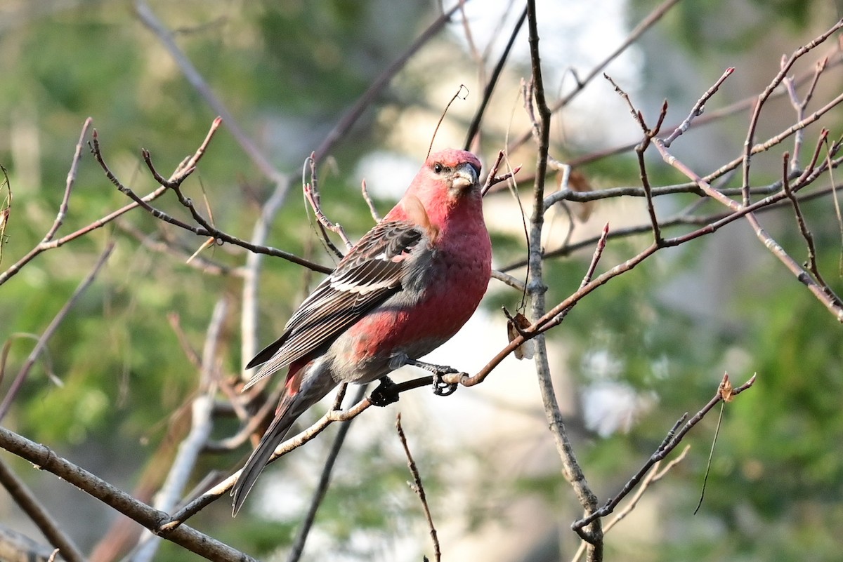 hýl křivčí - ML645219363