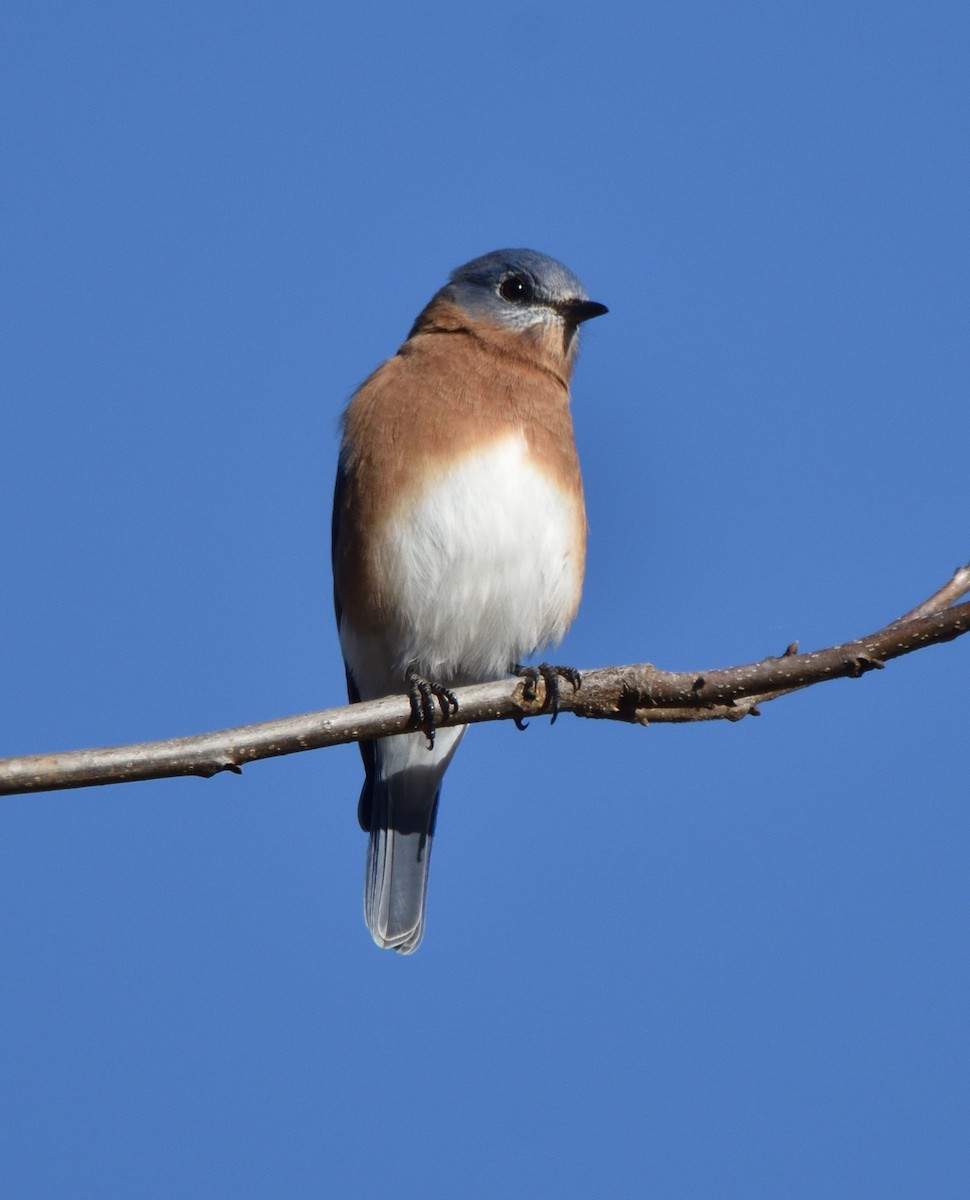 Eastern Bluebird - ML645219390