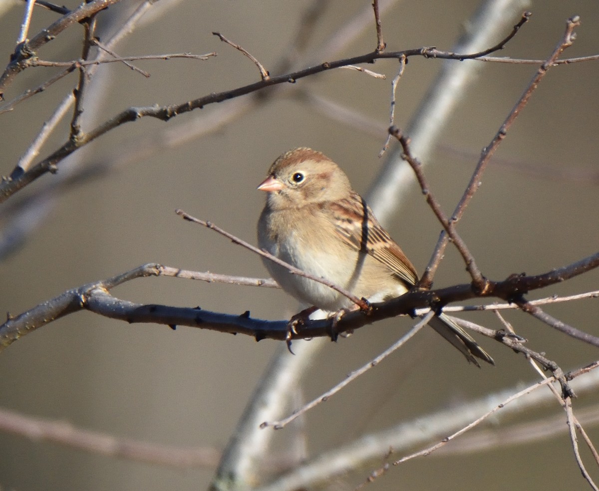 Field Sparrow - ML645219391