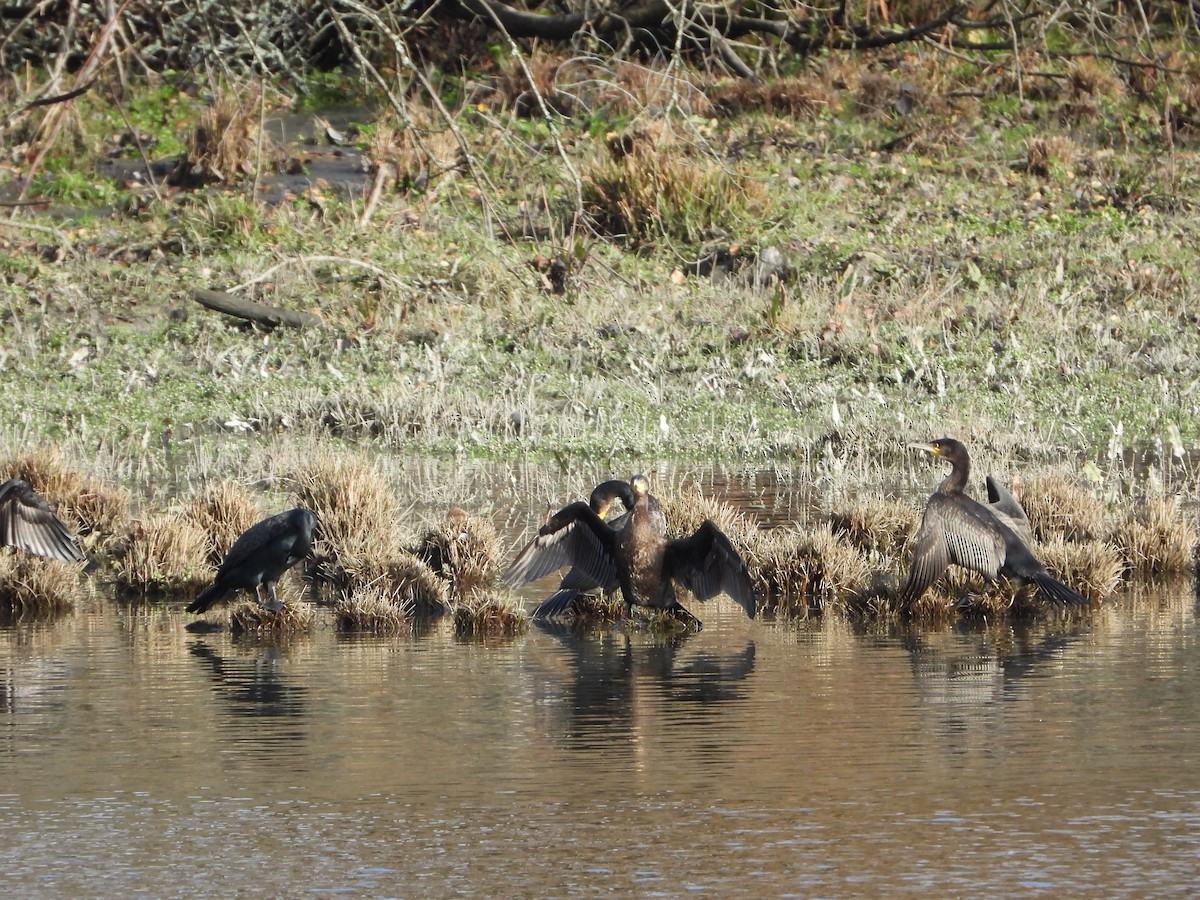 kormorán velký - ML645219392
