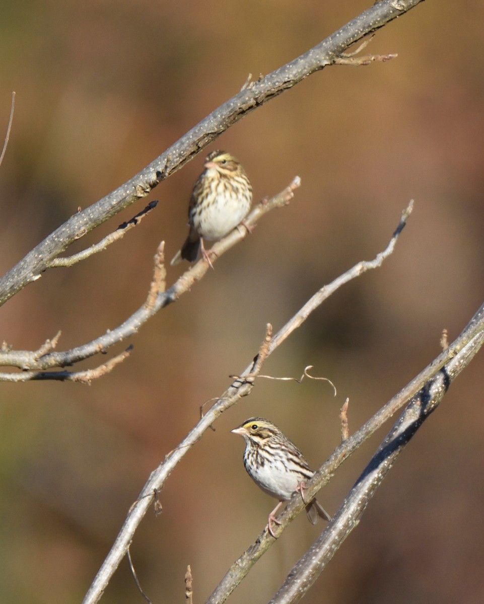 Savannah Sparrow - ML645219393