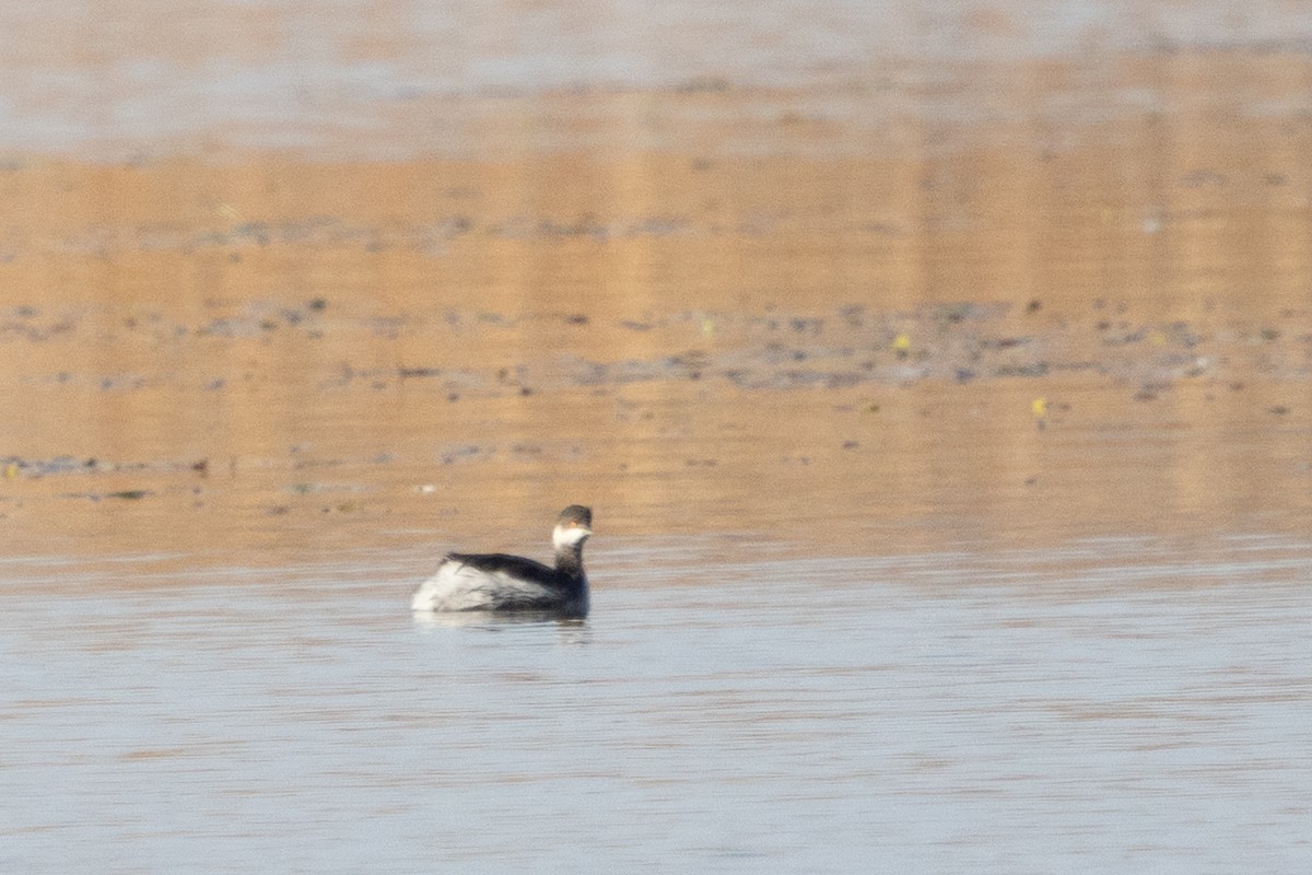 potápka černokrká - ML645219394