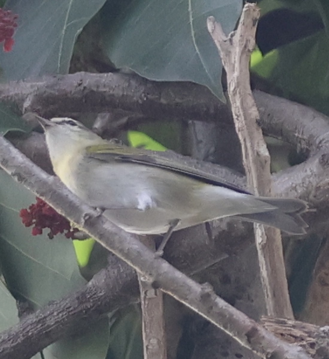 Tennessee Warbler - ML645219396