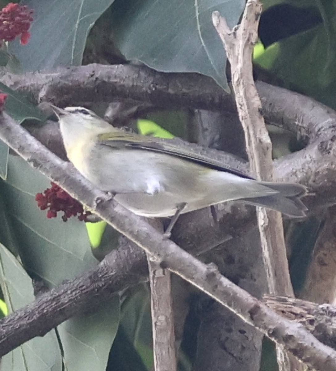 Tennessee Warbler - ML645219397