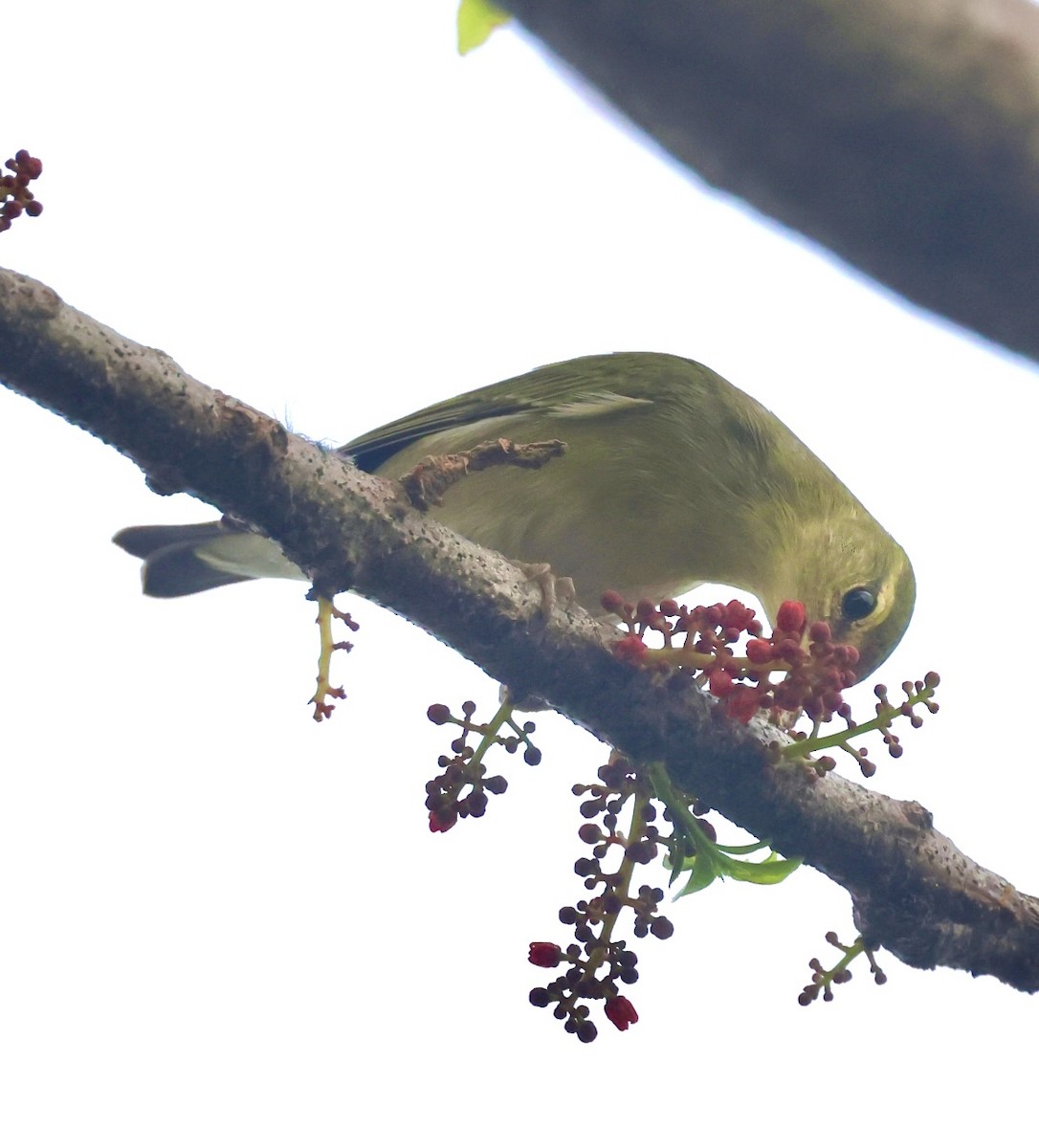Tennessee Warbler - ML645219398