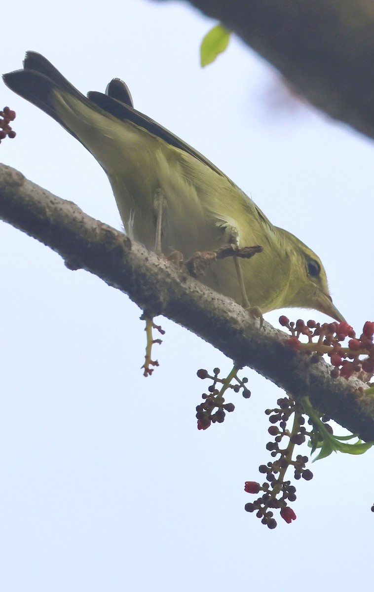 Tennessee Warbler - ML645219399