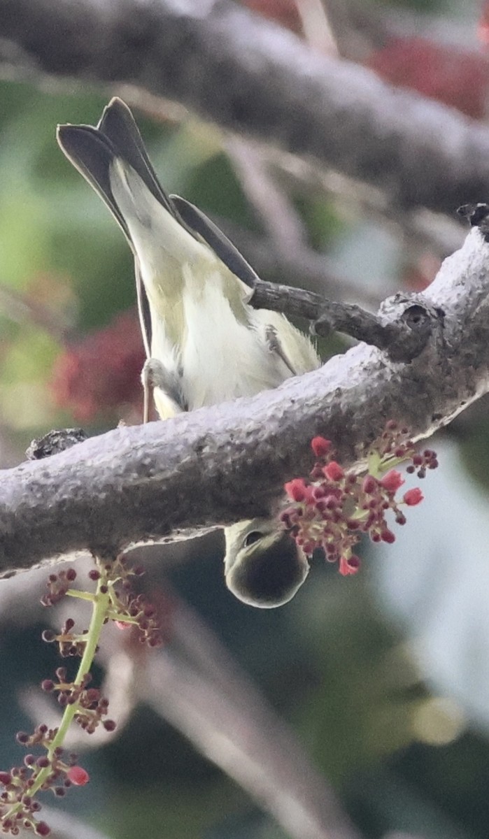 Tennessee Warbler - ML645219400