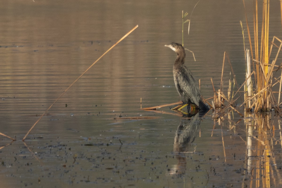 Pygmy Cormorant - ML645219403