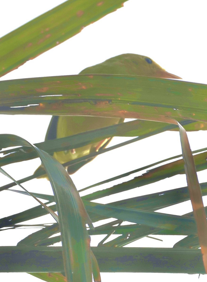 Northern Yellow Warbler - ML645219405