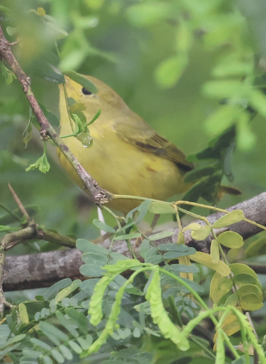 Northern Yellow Warbler - ML645219406