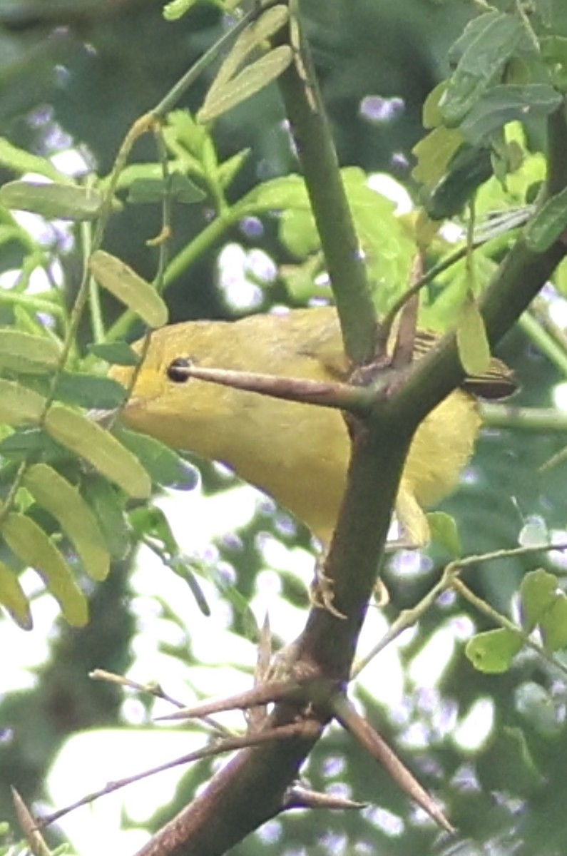 Northern Yellow Warbler - ML645219407