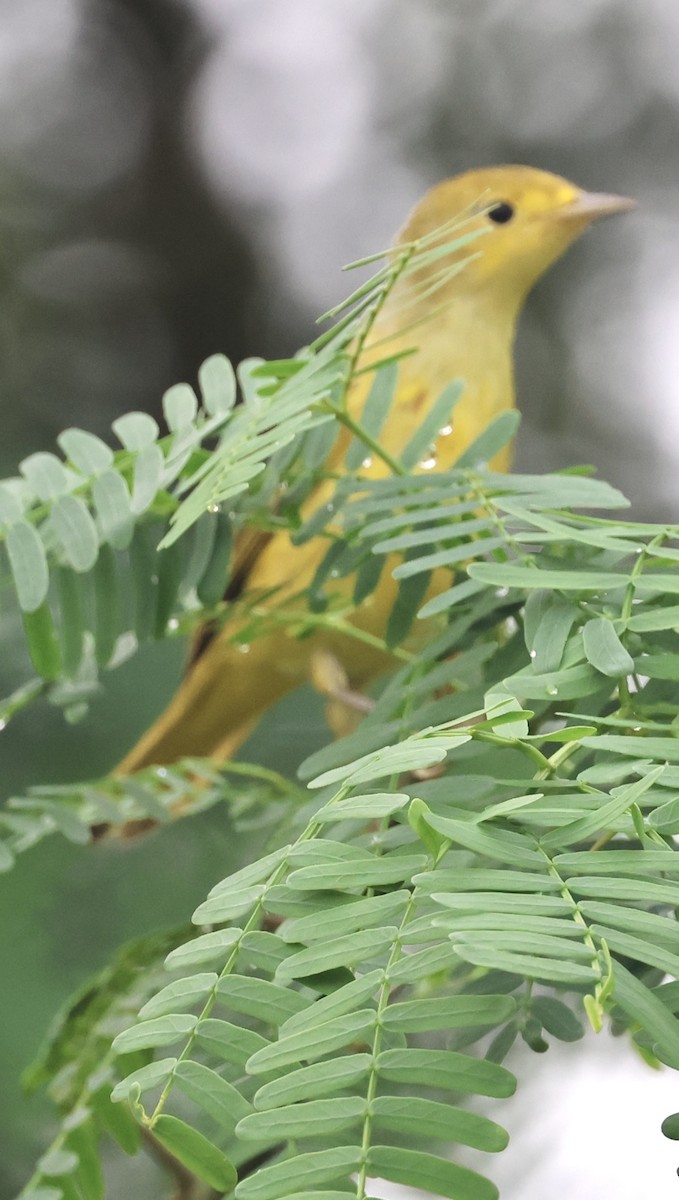Northern Yellow Warbler - ML645219408