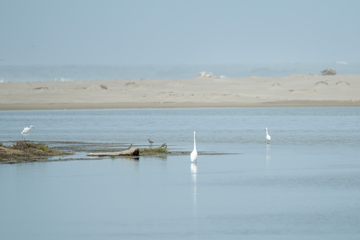 ダイゼン - ML645219412