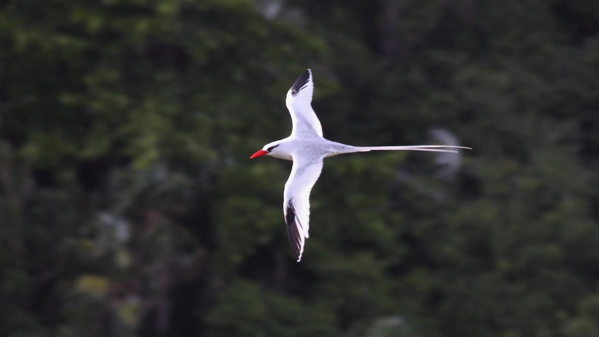 Red-billed Tropicbird - ML645219413